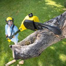 Best Leaf Removal  in Thorndale, PA