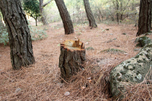 Best Commercial Tree Services  in Thorndale, PA