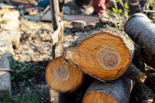 How Our Tree Care Process Works  in  Thorndale, PA
