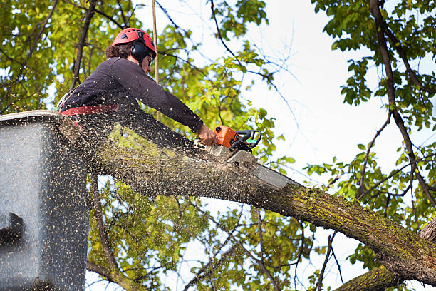 Tree and Shrub Care in Thorndale, PA