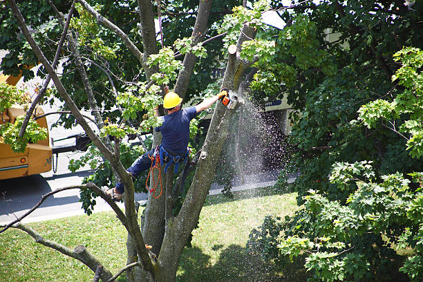 Best Tree Health Inspection  in Thorndale, PA